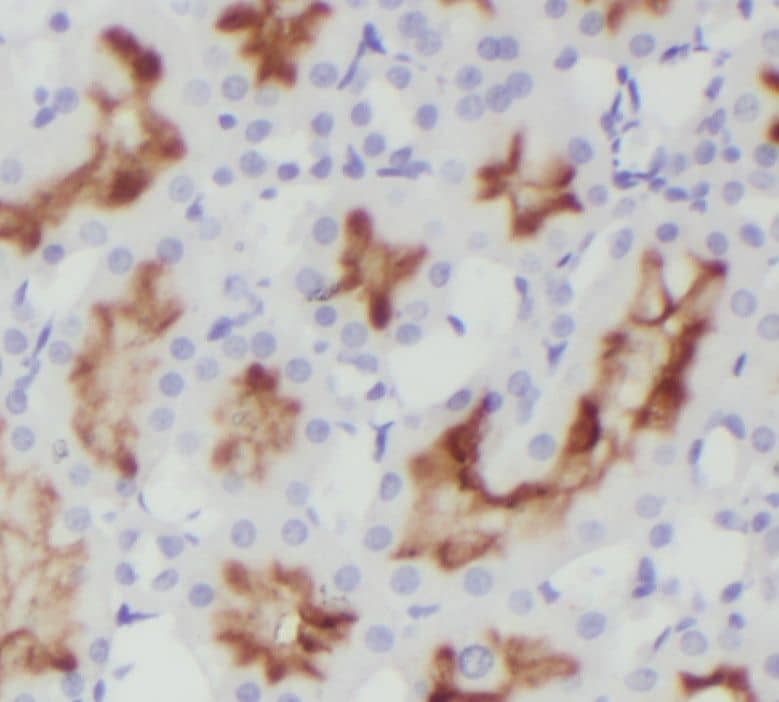 Orai2 Antibody - BSA Free