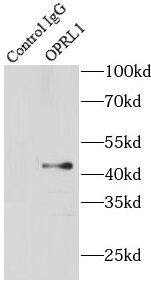 ORL1/OPRL1 Antibody - BSA Free