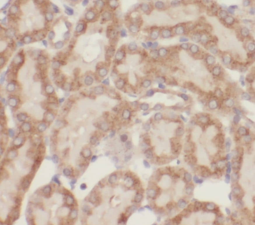 OPLAH Antibody - BSA Free