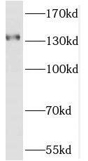 OPLAH Antibody - BSA Free