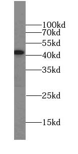 CCDC16 Antibody - BSA Free