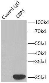 OIP5 Antibody - BSA Free