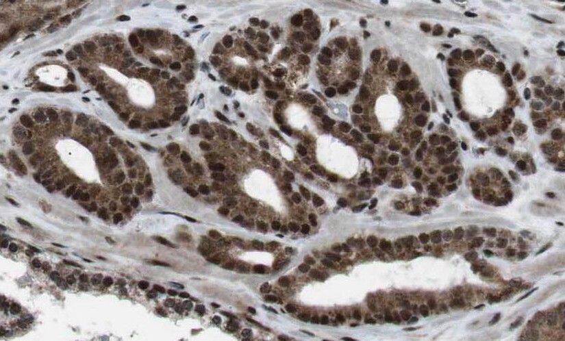 ODF3 Antibody - BSA Free