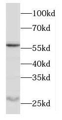 Odf1 Antibody - BSA Free