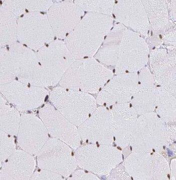 OBSCN Antibody - BSA Free