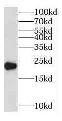 OBFC2A Antibody - BSA Free