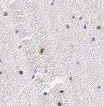 OAS3 Antibody - BSA Free