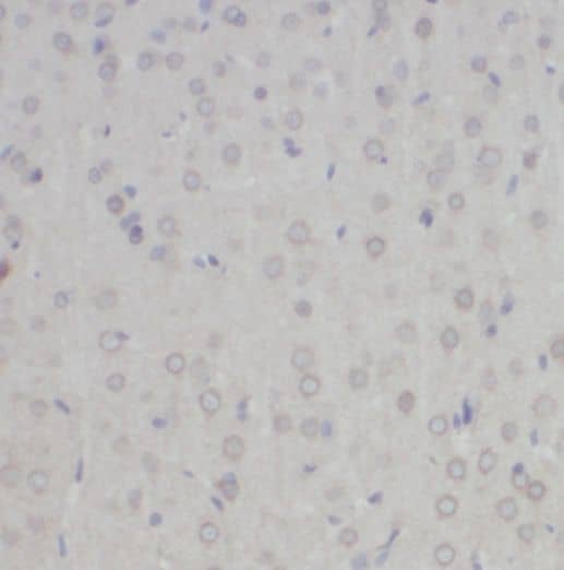 NYAP2 Antibody - BSA Free