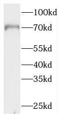 NXF2 Antibody - BSA Free