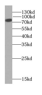 NWD1 Antibody - BSA Free