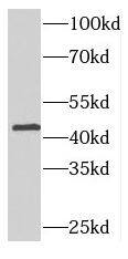 NUPL2 Antibody - BSA Free