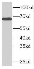NUPL1 Antibody - BSA Free