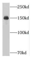 NUP160 Antibody - BSA Free