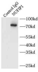 NUFIP1 Antibody - BSA Free