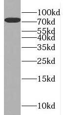 NUFIP1 Antibody - BSA Free