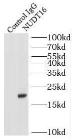 NUDT16 Antibody - BSA Free