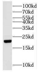 NUDT16 Antibody - BSA Free