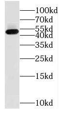 NUDT12 Antibody - BSA Free