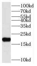 NUDT11 Antibody - BSA Free