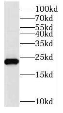 NUDT10 Antibody - BSA Free