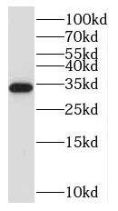 Nucleotide binding protein like Antibody - BSA Free
