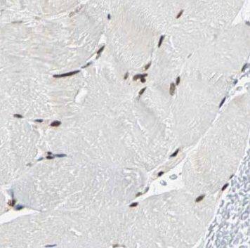 NUBP2 Antibody - BSA Free