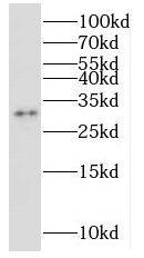 NUBP2 Antibody - BSA Free