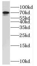 NUAK2 Antibody - BSA Free