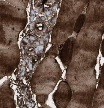 NT5C Antibody - BSA Free