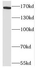 Neurexin 1 beta/NXRN1b Antibody - BSA Free