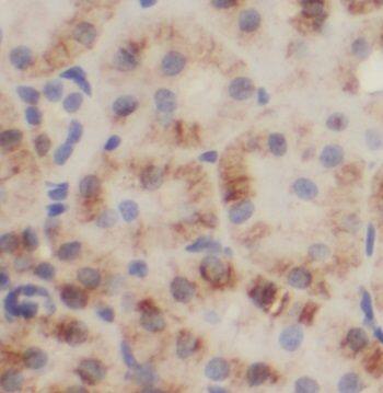Nardilysin Antibody - BSA Free