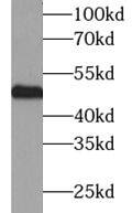 Neuronal Pentraxin 1 Antibody - BSA Free