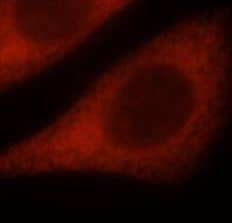 Neuronal Pentraxin 1 Antibody - BSA Free