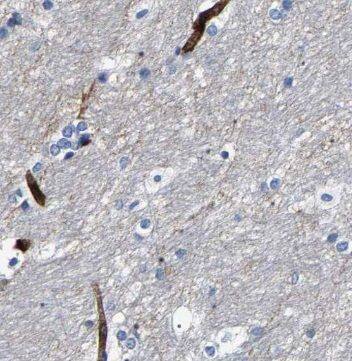 Neuropeptide S/NPS Antibody - BSA Free