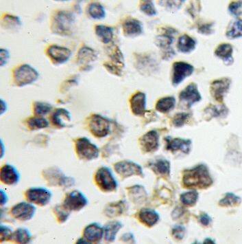 Nucleoplasmin-3 Antibody - BSA Free