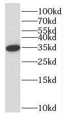 NPL Antibody - BSA Free