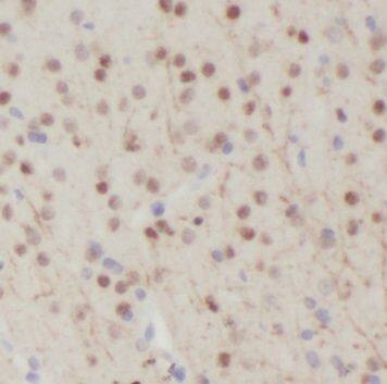 NPAS1 Antibody - BSA Free