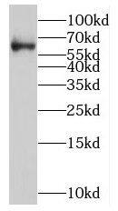 Nova2 Antibody - BSA Free