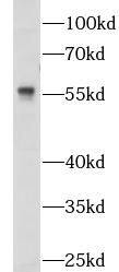NOSTRIN Antibody - BSA Free