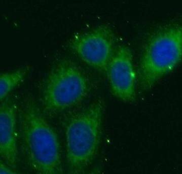 NOSTRIN Antibody - BSA Free