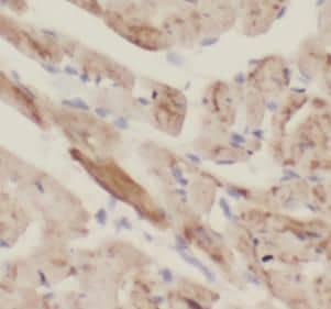 NOSTRIN Antibody - BSA Free