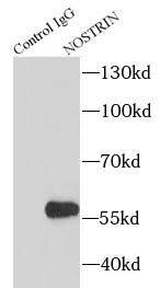 NOSTRIN Antibody - BSA Free