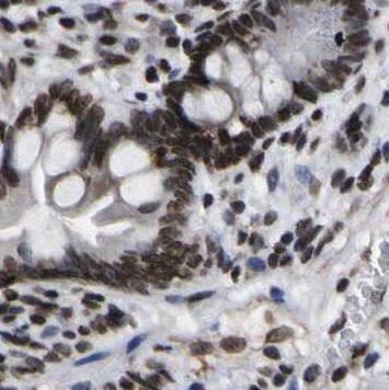 NOMO1 Antibody - BSA Free