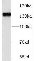 NOMO1 Antibody - BSA Free