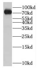 NOL9 Antibody - BSA Free