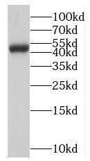 Neuromedin UR1/NMUR1 Antibody - BSA Free