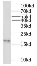 NME3 Antibody - BSA Free