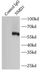 NMD3 Antibody - BSA Free