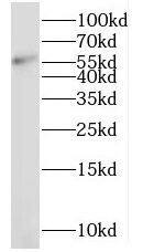 NMD3 Antibody - BSA Free