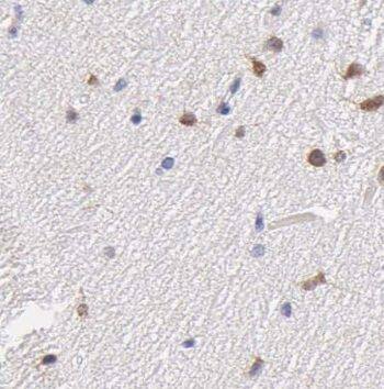 NKX1-2 Antibody - BSA Free